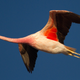 Image for article titled How food can change the color of birds, fish, and even humans